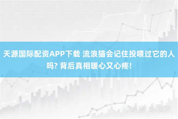 天源国际配资APP下载 流浪猫会记住投喂过它的人吗? 背后真相暖心又心疼!